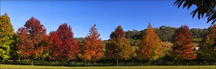 Shades of Autumn - VIC (PBH4 00 13269)